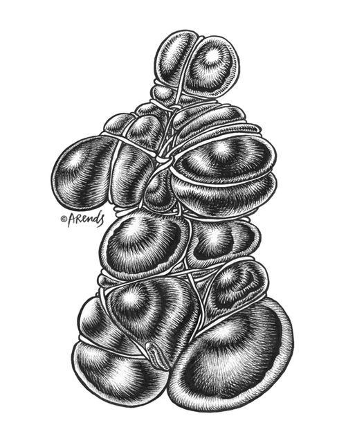 De torso