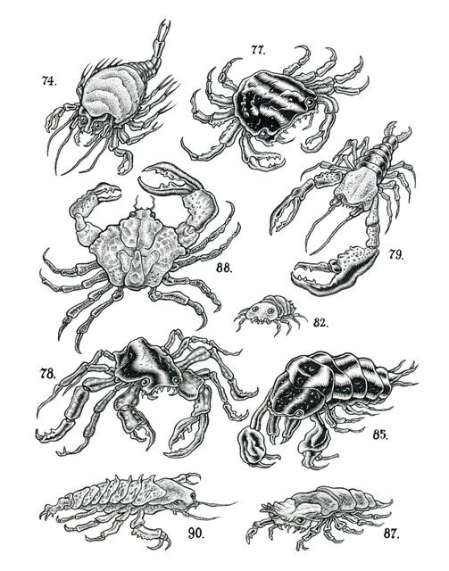 curiosities 18
