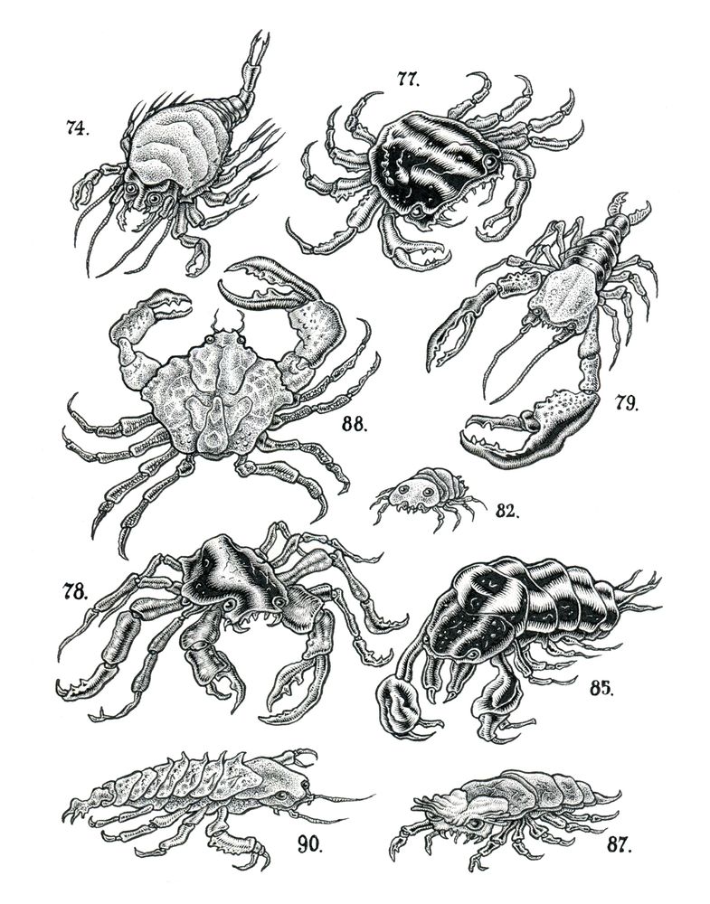 curiosities 18